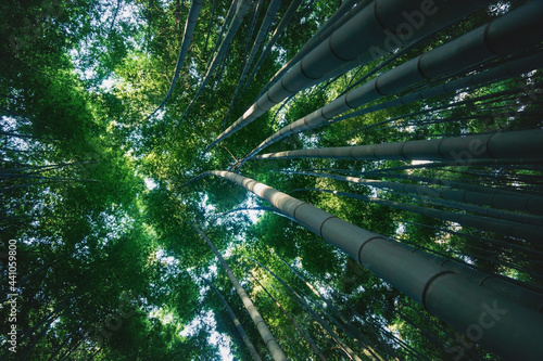 View into treetop of huge bamboo trunks in mystical forest at Arashiyama in Kyoto  Japan
