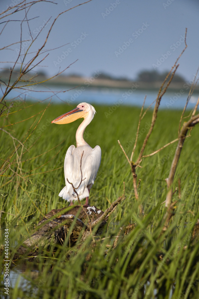 Pelican flying at Donau Delta on a sunny day
