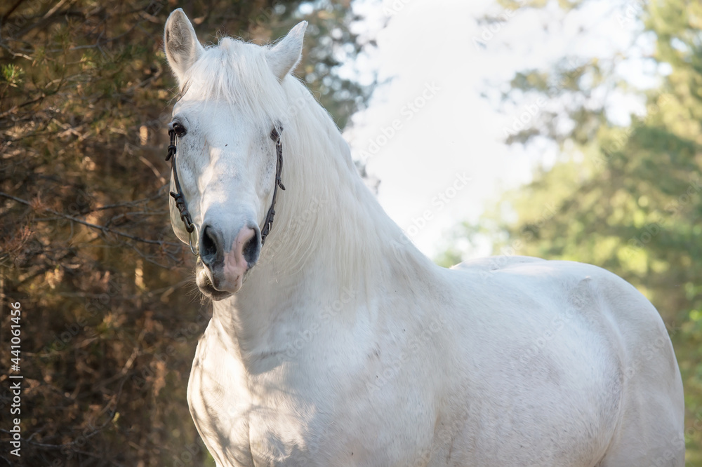 portrait of white Percheron Draft Horse posing in  forest