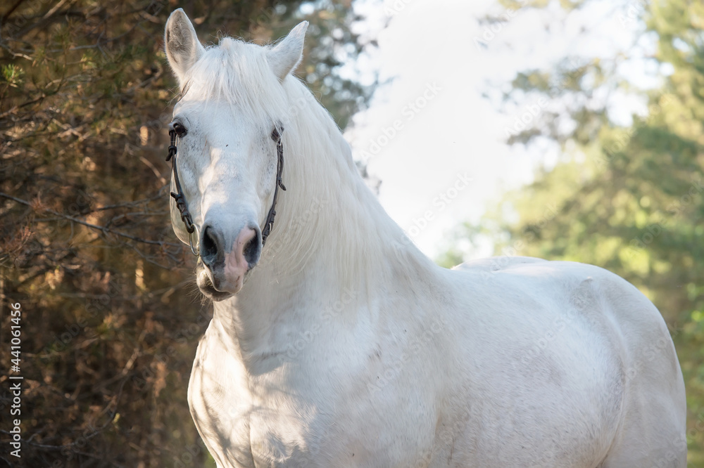 portrait of white Percheron Draft Horse posing in forest portrait of white Percheron Draft Horse posing in forest