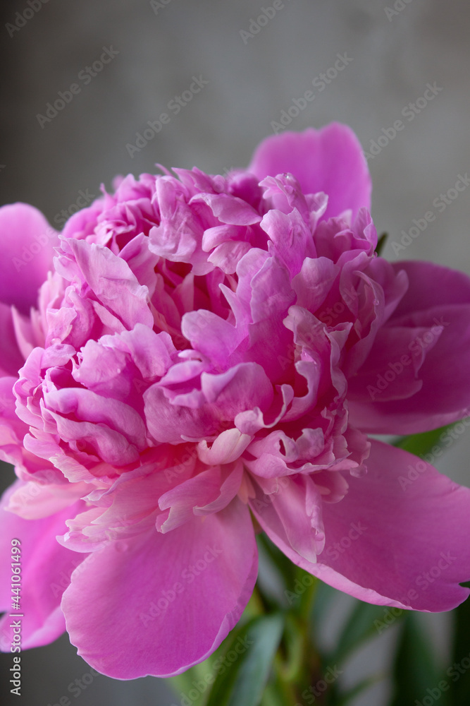 Flower. Pink peony on gray texturized background. Floral blooming background. Macro. Selective focus