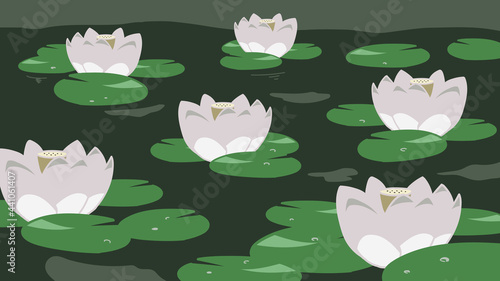 ハスの花　白　背景