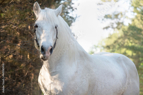 portrait of white Percheron Draft Horse posing in  forest © anakondasp