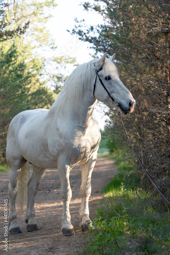 white Percheron Draft Horse posing in  forest