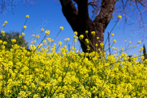 Yellow flowers, Brassica campestris photo