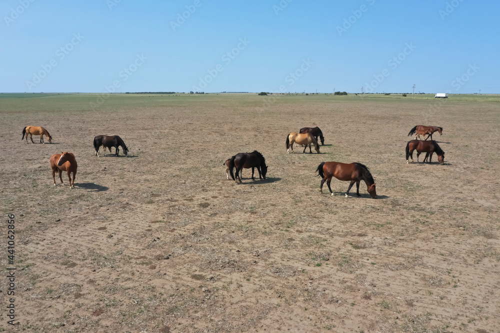 Troop of horses, on the plain, in La Pampa, Argentina
