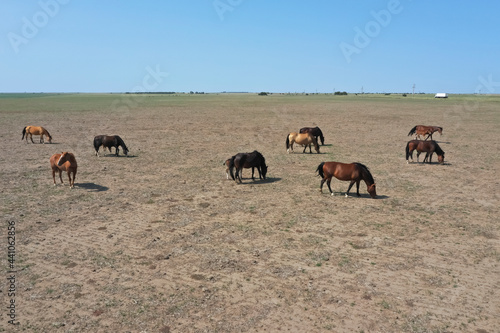 Troop of horses  on the plain  in La Pampa  Argentina