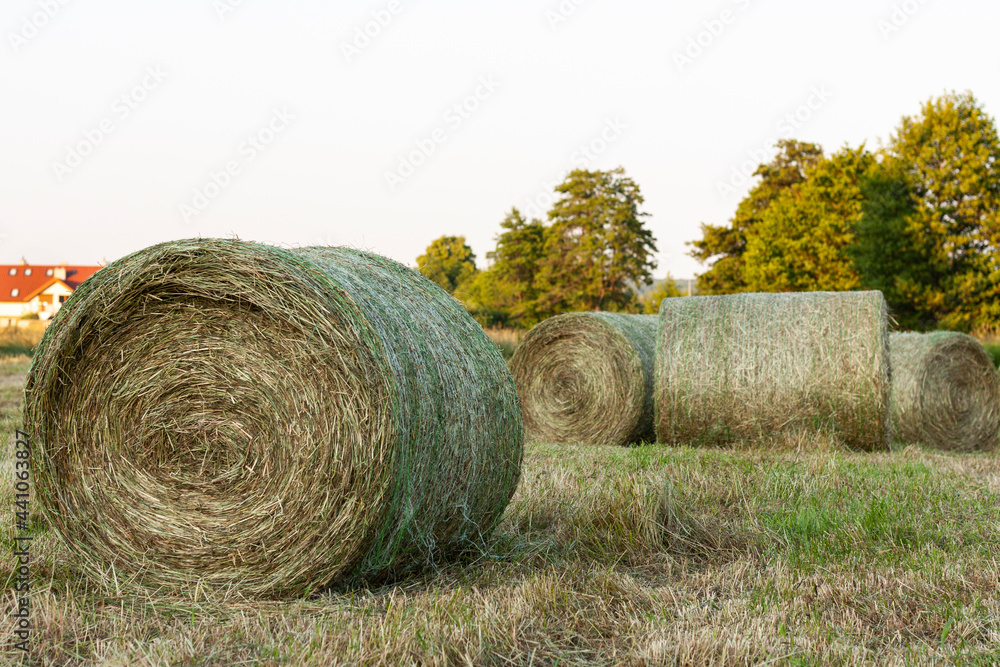 Hay bales in the field