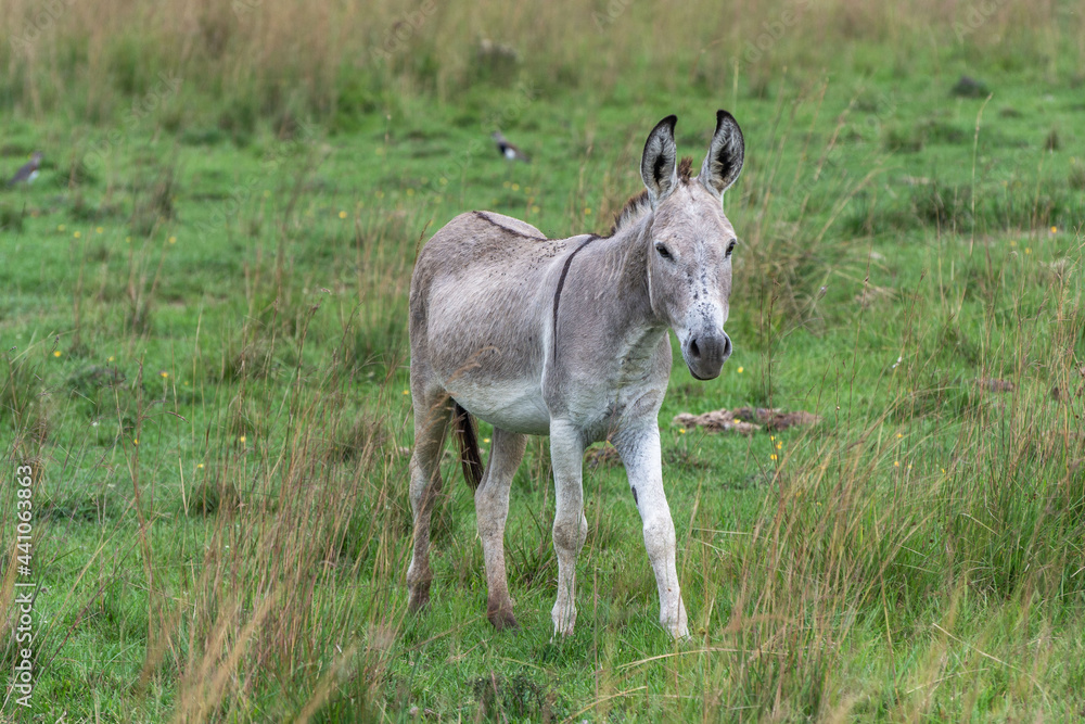 Naklejka premium Burrito común (Laterallus melanophaius) presente en Esteros del Iberá, Corrientes, Argentina. Representante de los rálidos