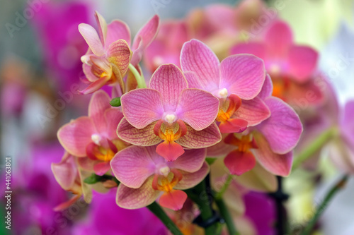 Beautiful Phalaenopsis Orchids in the greenhouse © irairopa