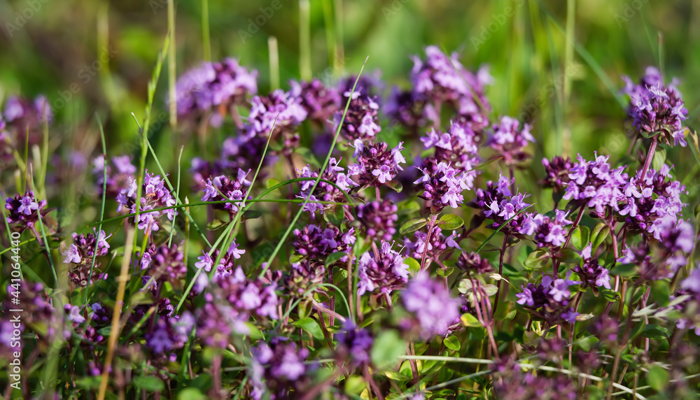 Obraz premium Blossoming thyme in the nature with blurred background