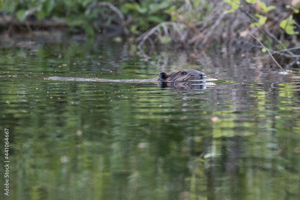 North American beaver (Castor canadensis) North American beaver (Castor canadensis)