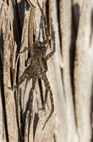 Dolomedes tenebrosus or dark fishing spider photo
