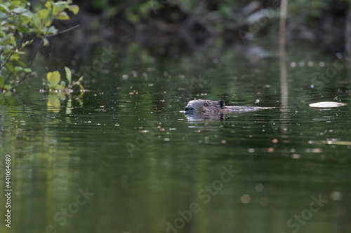  North American beaver (Castor canadensis)