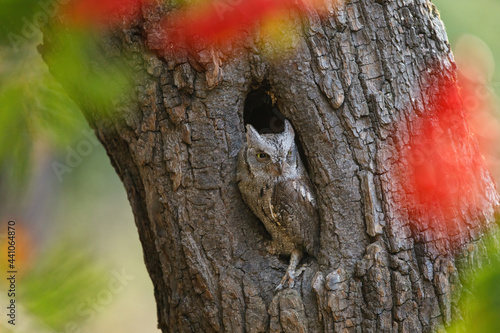 Hidden owl. European scops owl, Otus scops, in tree hole surrounded by colorful leaves and berries. Small owl peeks out from trunk showing yellow eyes. Bird also known as Eurasian scops owl. Wildlife photo