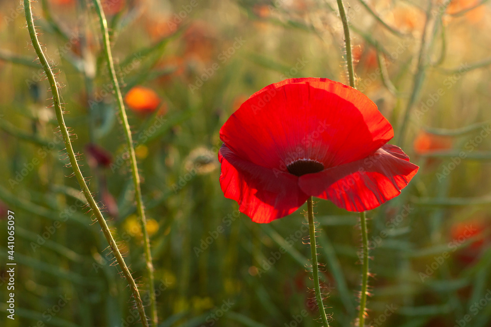 Red poppy in a field