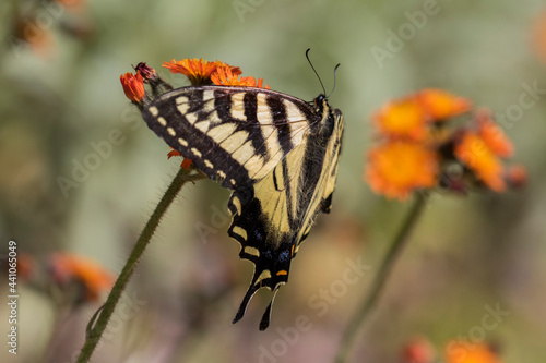 Papilio canadensis, the Canadian tiger swallowtail in Pilosella aurantiaca (fox-and-cubs, orange hawk bit, devil's paintbrush, grim-the-collier) © Mircea Costina