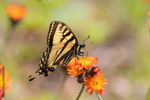 Papilio canadensis, the Canadian tiger swallowtail in Pilosella aurantiaca (fox-and-cubs, orange hawk bit, devil's paintbrush, grim-the-collier)