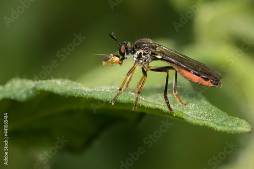 Dioctria hyalipennis is a Holarctic species of robber fly © Mircea Costina