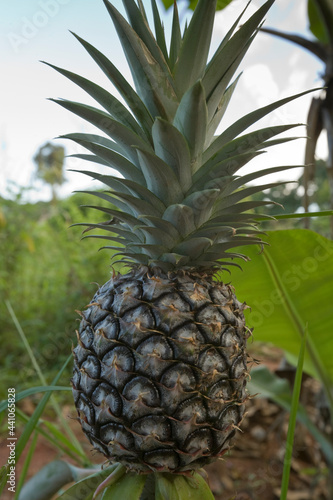 Pineapple growing in a field in Zanzibar, Tanzania