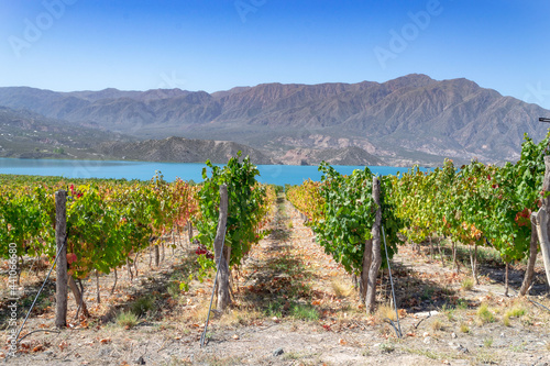 Vineyard - viñedo en Mendoza Argentina al pie de la montaña