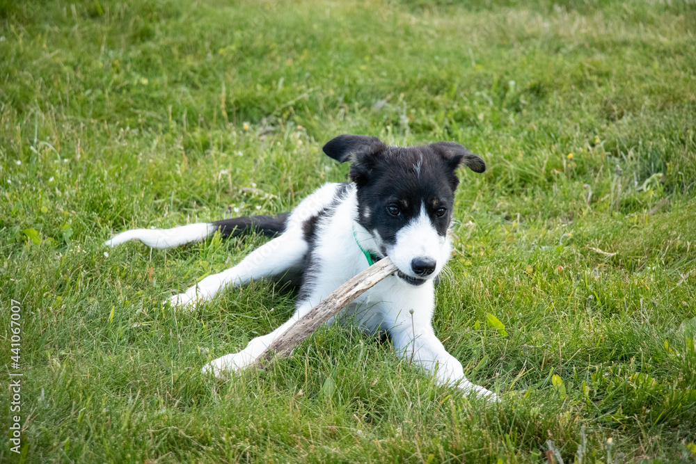 Male Border Collie Puppy Chewing On A Stick On the Grass Male Border Collie Puppy Chewing On A Stick On the Grass