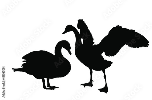 Swan couple in love vector silhouette illustration isolated on white background. Goose vector. Big bird from farm nature pose. Wedding symbol. Swan spread wings. Bird family by lake. Couple in love.