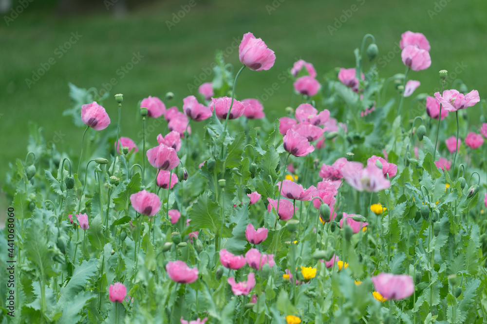 pink poppies in bloom in a Victorian-themed public garden