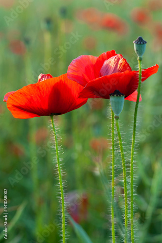 Red poppies in a field