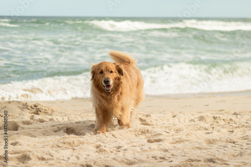 Golden retriever on the beach © klaussegon