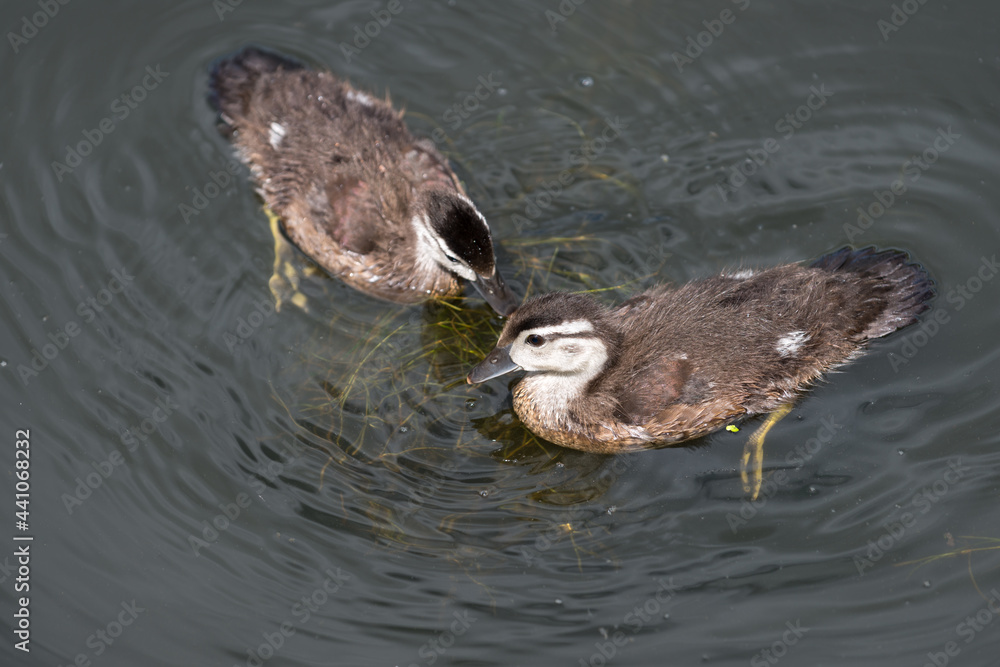 young wood ducks (aix sponsa) swimming on pond young wood ducks (aix sponsa) swimming on pond