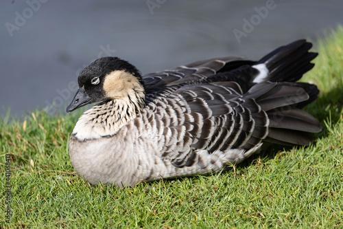 country goose on the grass photo