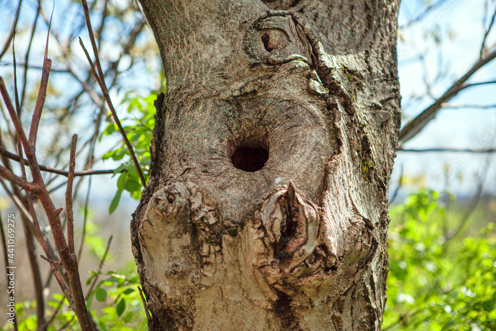 Hollow in a tree . Bird Nest inside on a tree Hollow in a tree . Bird Nest inside on a tree