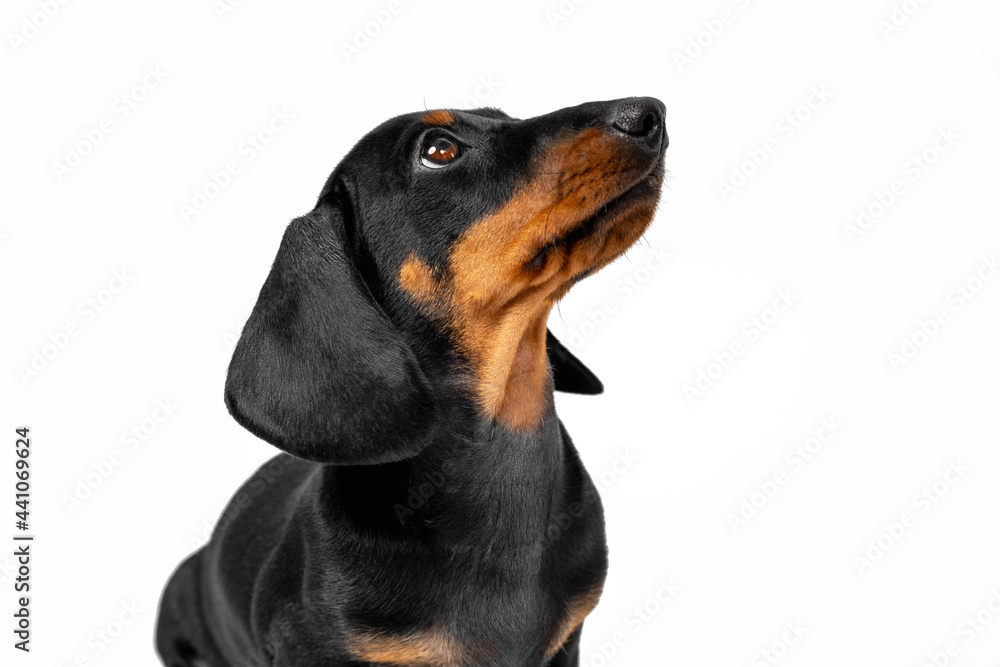 Portrait of lovely patient dachshund puppy sitting with head up and looks at something or at someone in anticipation of feeding, playing or walking, isolated on white background. Portrait of lovely patient dachshund puppy sitting with head up and looks at something or at someone in anticipation of feeding, playing or walking, isolated on white background.