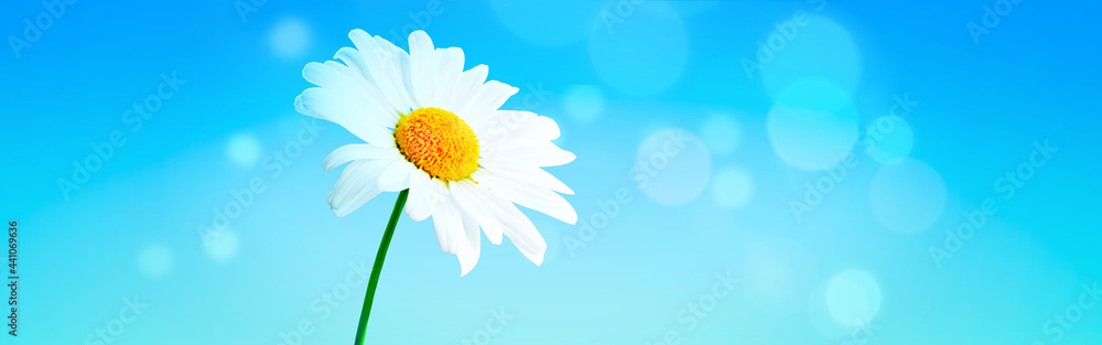 Naklejka premium Scenery background of the natural blooming chamomile flower.