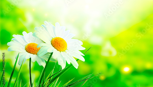 Scenery background of the natural blooming chamomile flower.