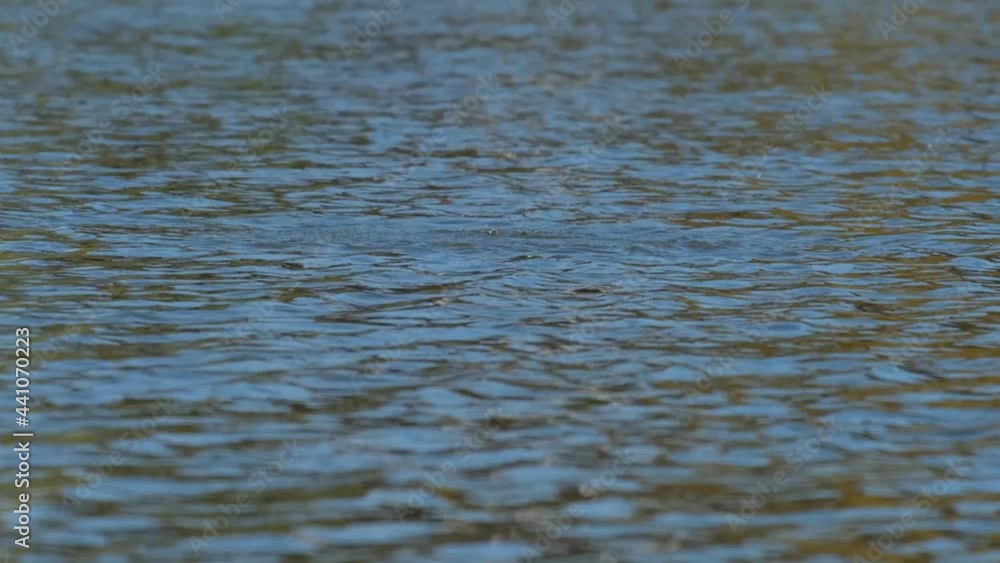 Eurasian coot searching for food. Beautiful black and white Fulica Atra swimming on the blue wavy watersurface in the afternoon sunshine, then suddenly jumping into the water and diving away. 4k Eurasian coot searching for food. Beautiful black and white Fulica Atra swimming on the blue wavy watersurface in the afternoon sunshine, then suddenly jumping into the water and diving away. 4k