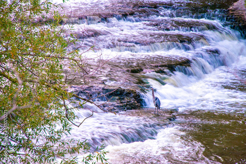 Grey Heron along the Grand River in Fergus, Ontario, Canada in Township of Centre Wellington photo