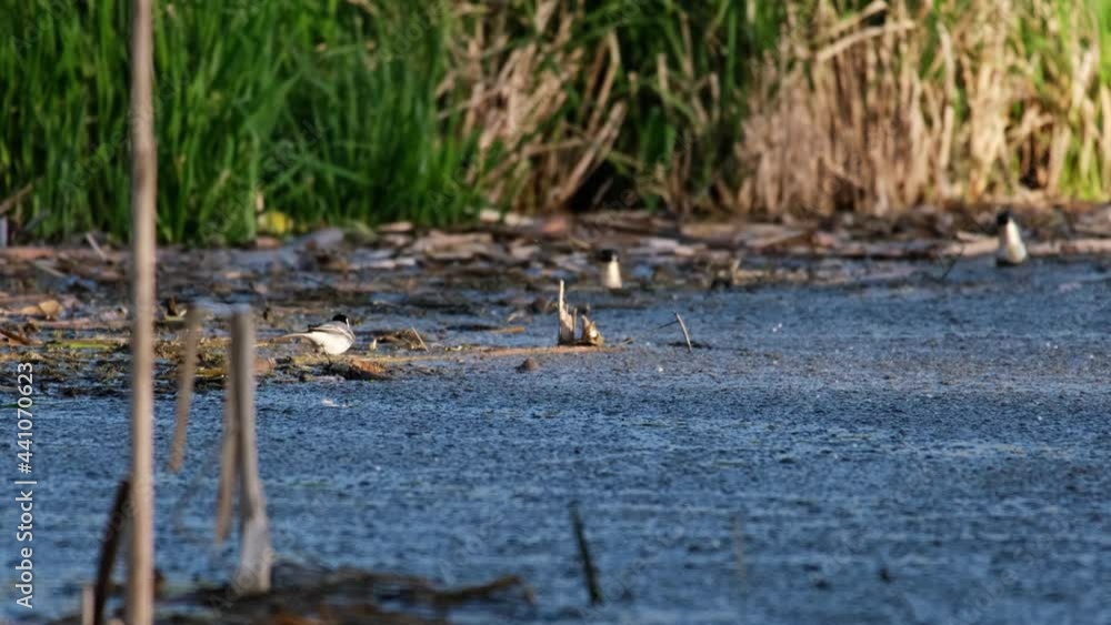 White wagtail (Motacilla alba) walking on reed piecies on the blue water surface near two floating golden beer bottles. Irresponsible behaviour, littering in nature. Colorful german wetland scene. 4k White wagtail (Motacilla alba) walking on reed piecies on the blue water surface near two floating golden beer bottles. Irresponsible behaviour, littering in nature. Colorful german wetland scene. 4k