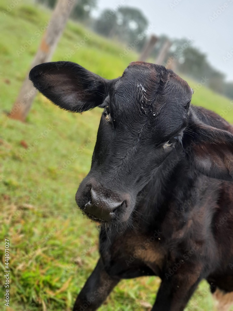 calf in the field calf in the field