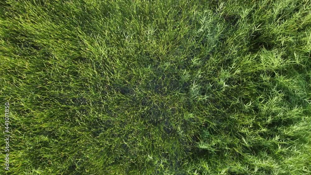 Green grass close-up top view, aerial view. Green grass close-up top view, aerial view.