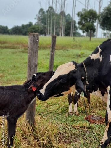cow and calf © Leonardo