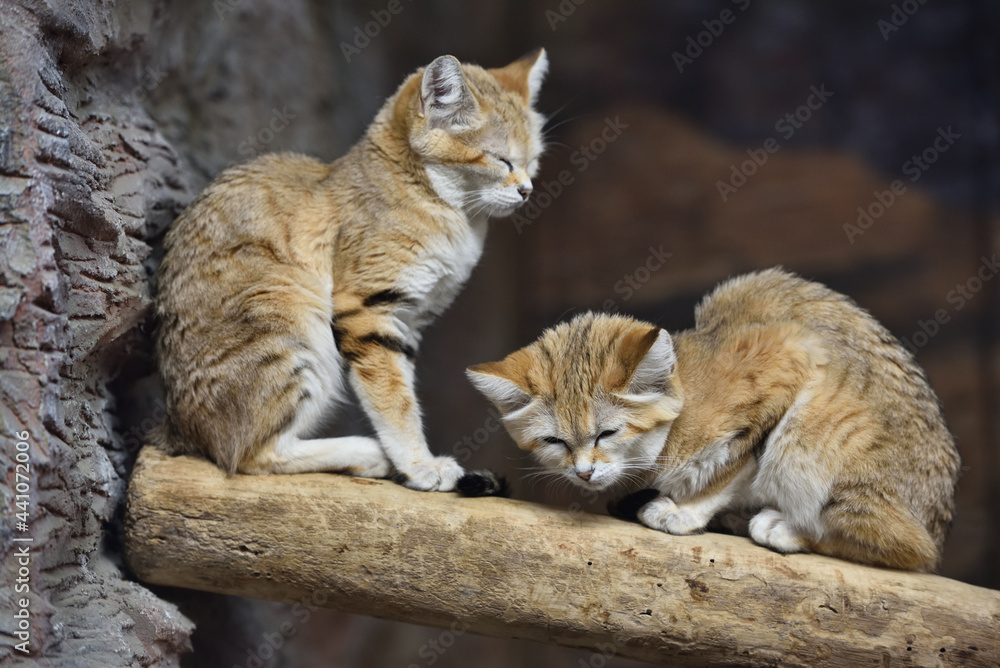 Sand cat in a zoo Sand cat in a zoo