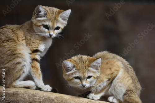 Photography Sand cat in a zoo