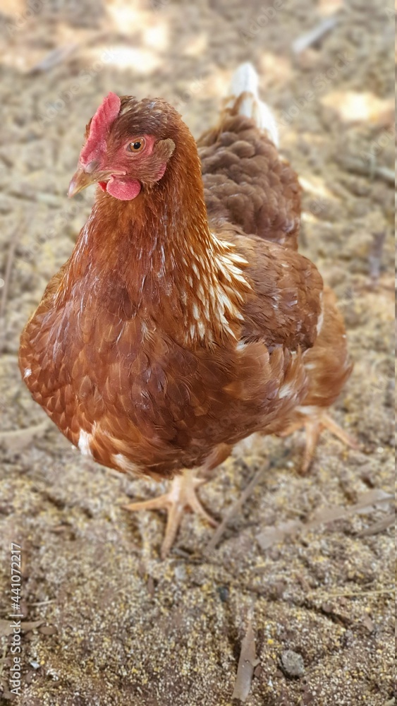 chicken chicken