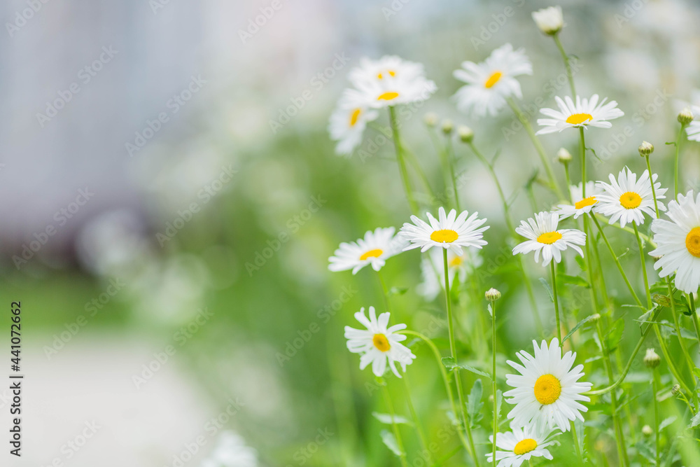 Beautiful white camomiles daisy flowers field on green meadow