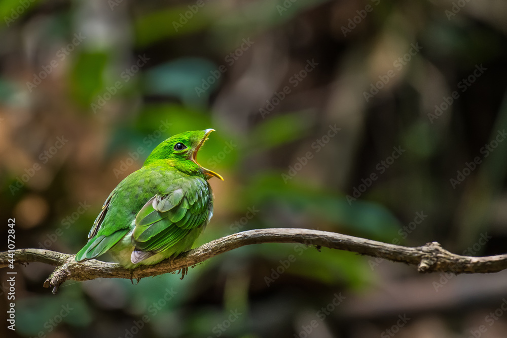 Green Broadbill bird on branch in nature.