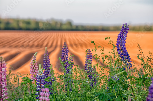 Photos PEI Lupins and red field