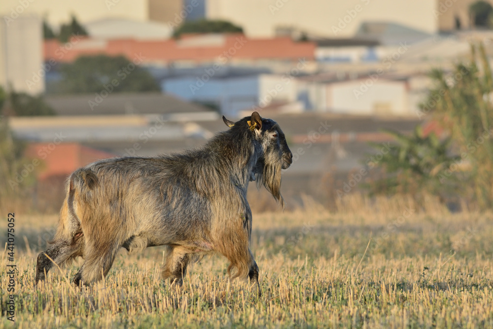 goat on the farm goat on the farm