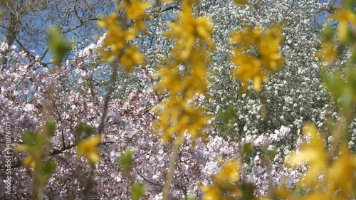 A view of blossomy cherry trees with blurred yellow branches.